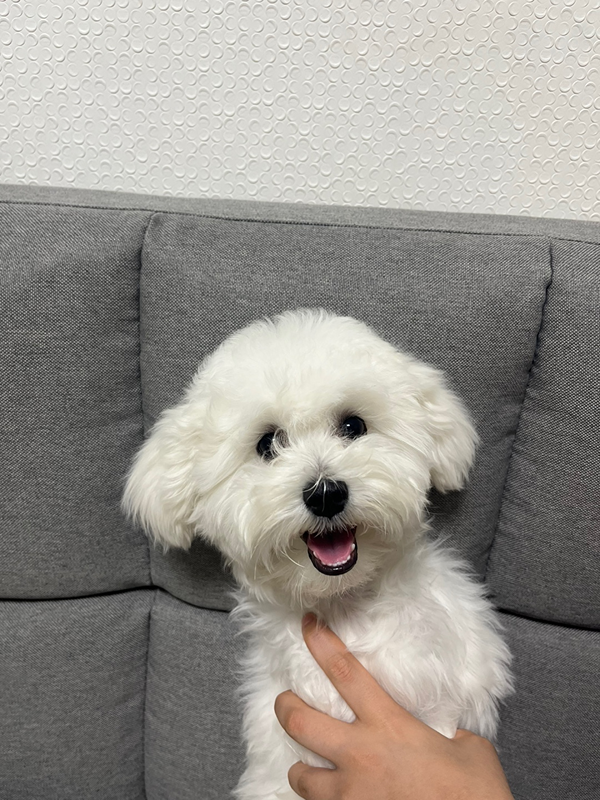 🐶 괴정동 댕댕이들 🐶 썸네일