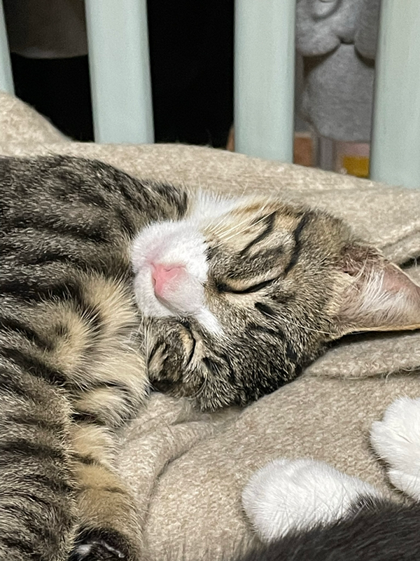 고양이 수다 게시판(반려묘, 길냥이 가능)