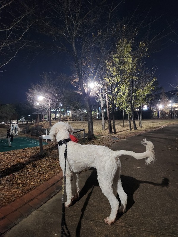 복용동 반려견 산책모임 썸네일