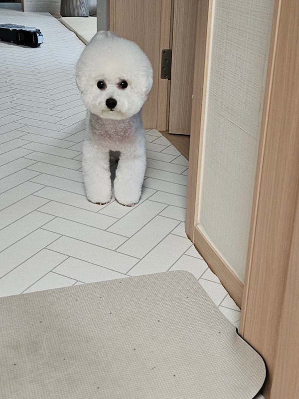 숑숑이들(비숑🐶)을 키우는 산책모임💚 썸네일