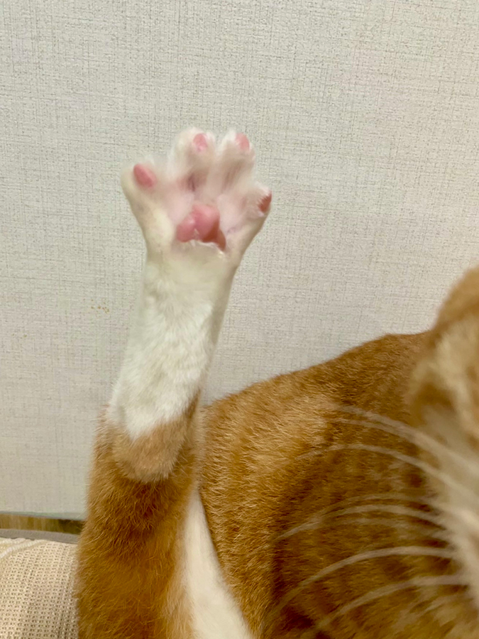 저희집 망고예요👋 썸네일