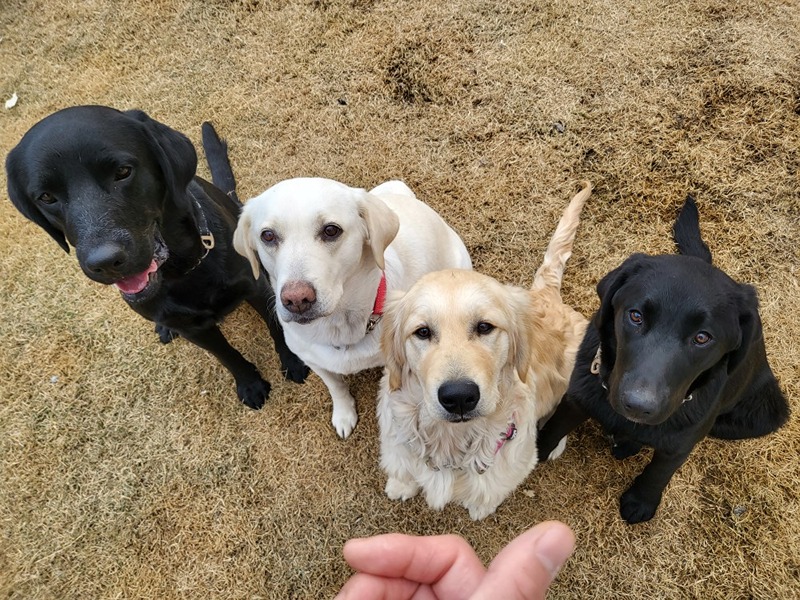 충주 대형견 소통모임🐕 썸네일