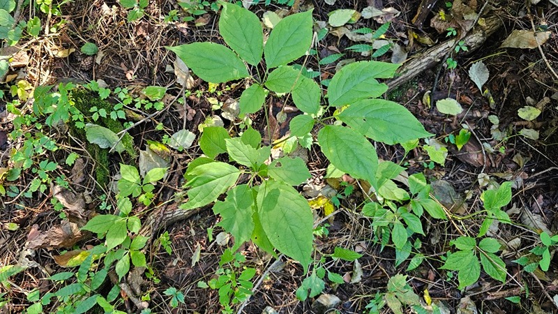 산이좋아서 썸네일