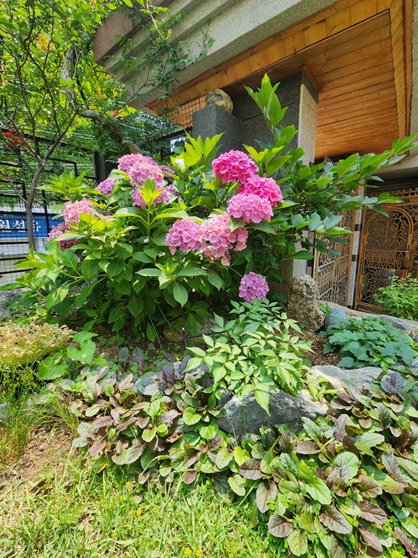 반려식물,야생화,치유정원,이끼정��원  썸네일