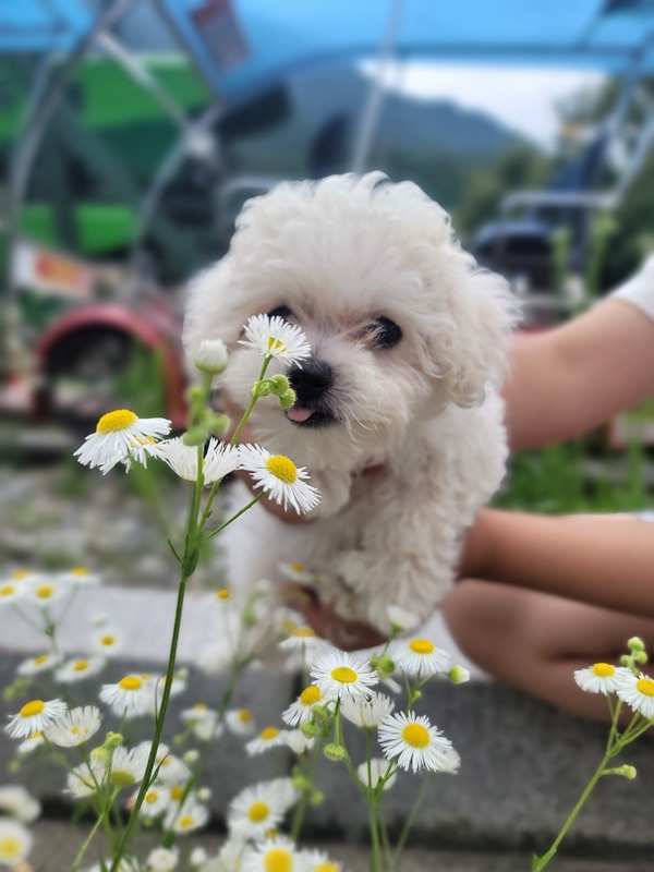 개모임 (애카,운동장 같이다니실)   썸네일