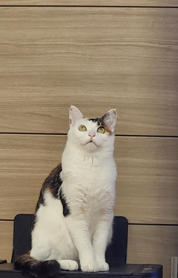 당근 그리고 묘연! 썸네일