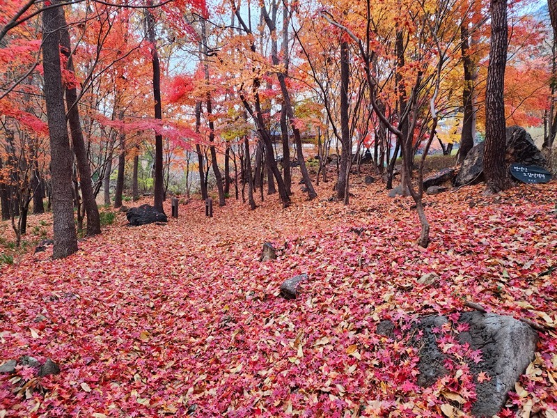 두발로 썸네일