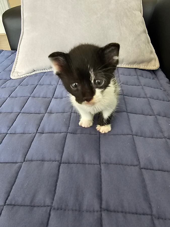 간택 54일차 썸네일