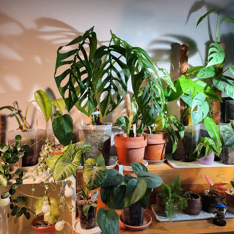 식물공방 🌱 식집사모임 썸네일