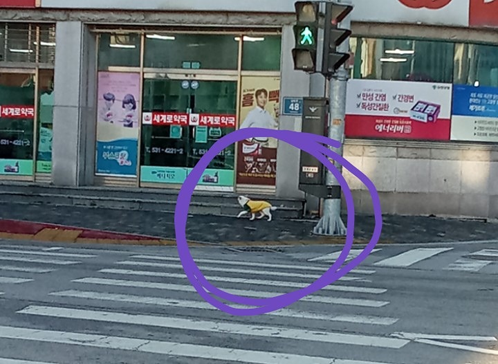 강아지 주인을 찾습니다  썸네일