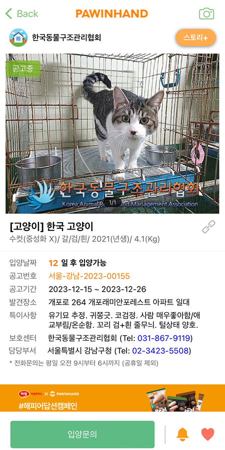 개포래미안포레스트에서 신고되어 보호소에 들어간 고양이 썸네일