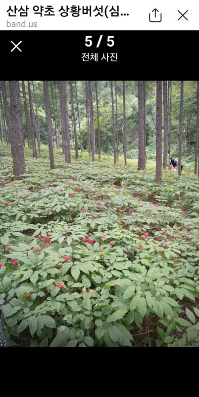 심마니 약초산행