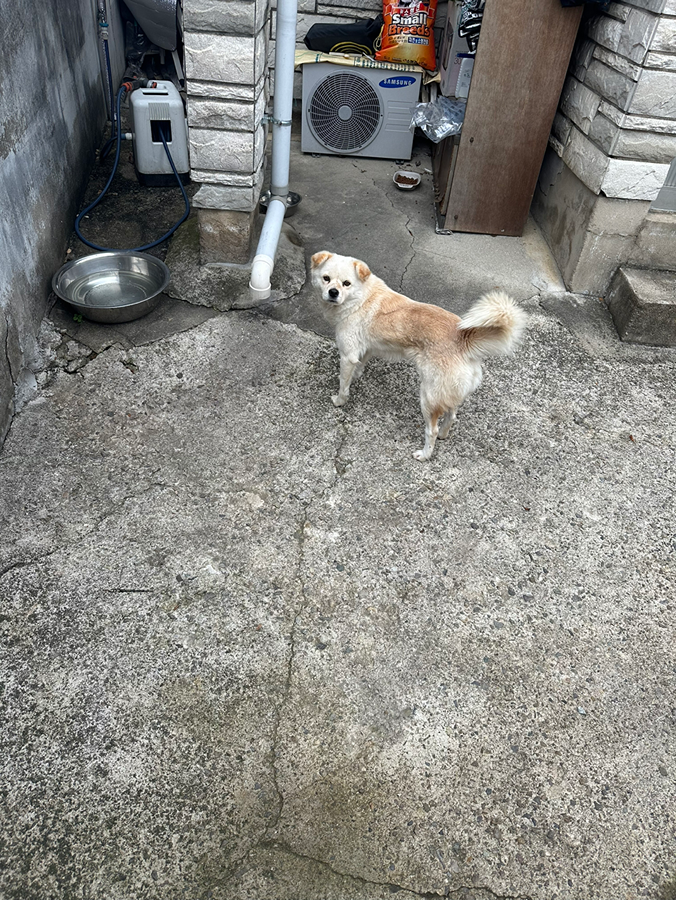 강아지를 잃어 버렸습니다.  썸네일