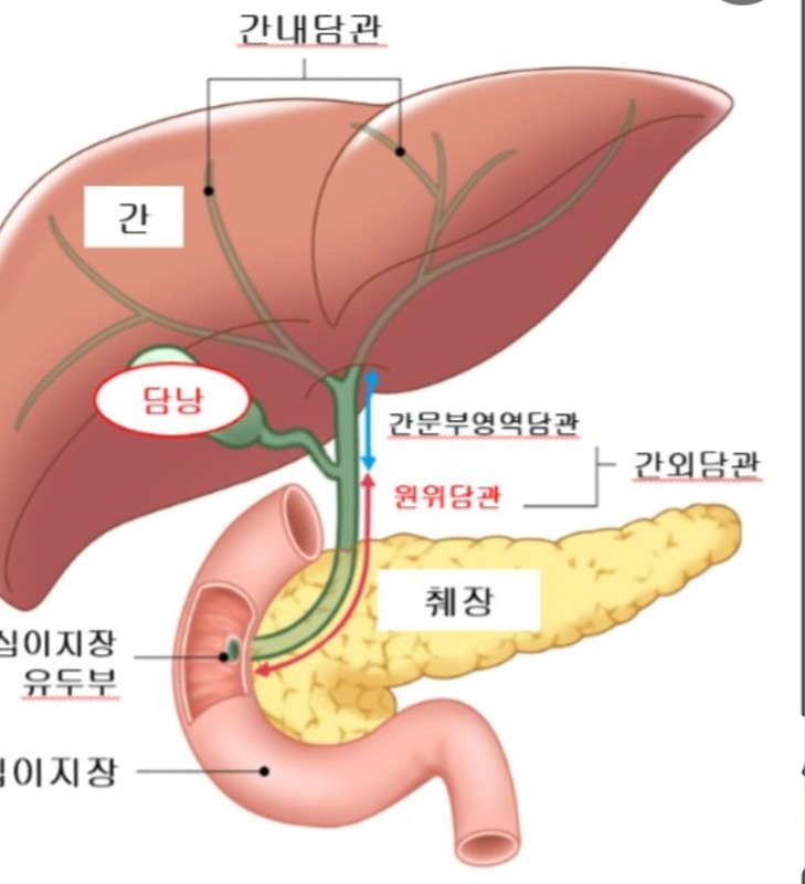 간암 담도암 신장 췌장 기타암 치료방법공유 썸네일