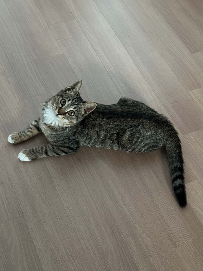 아기 고양이 입양하실 분 찾습니다! 썸네일