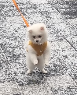 데시앙은 강아지 산책 하시는 분들이 별로없네요 ㅜ 썸네일