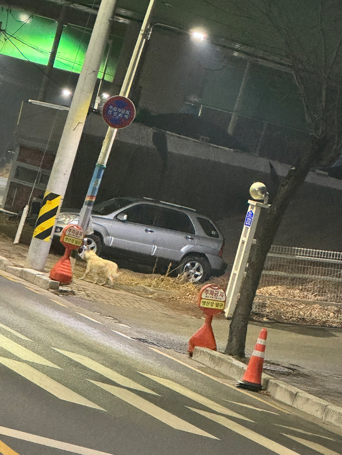 백운호수 근처에 강아지가 혼자 돌아다니네요 썸네일