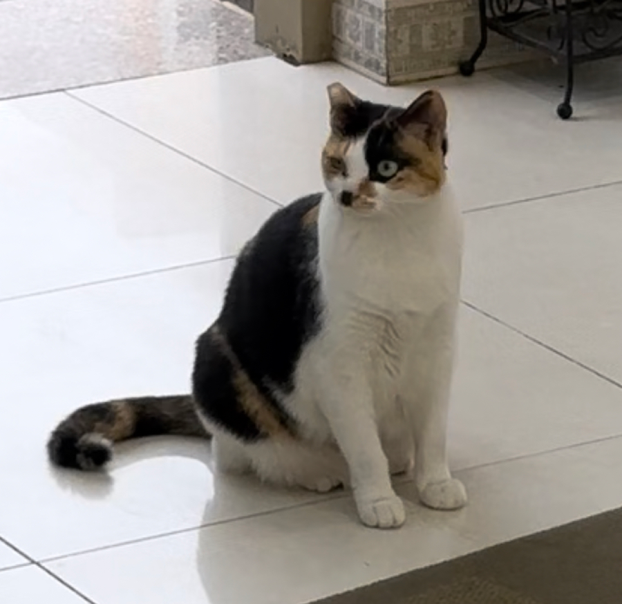 삼색 고양이 찾습니다 썸네일