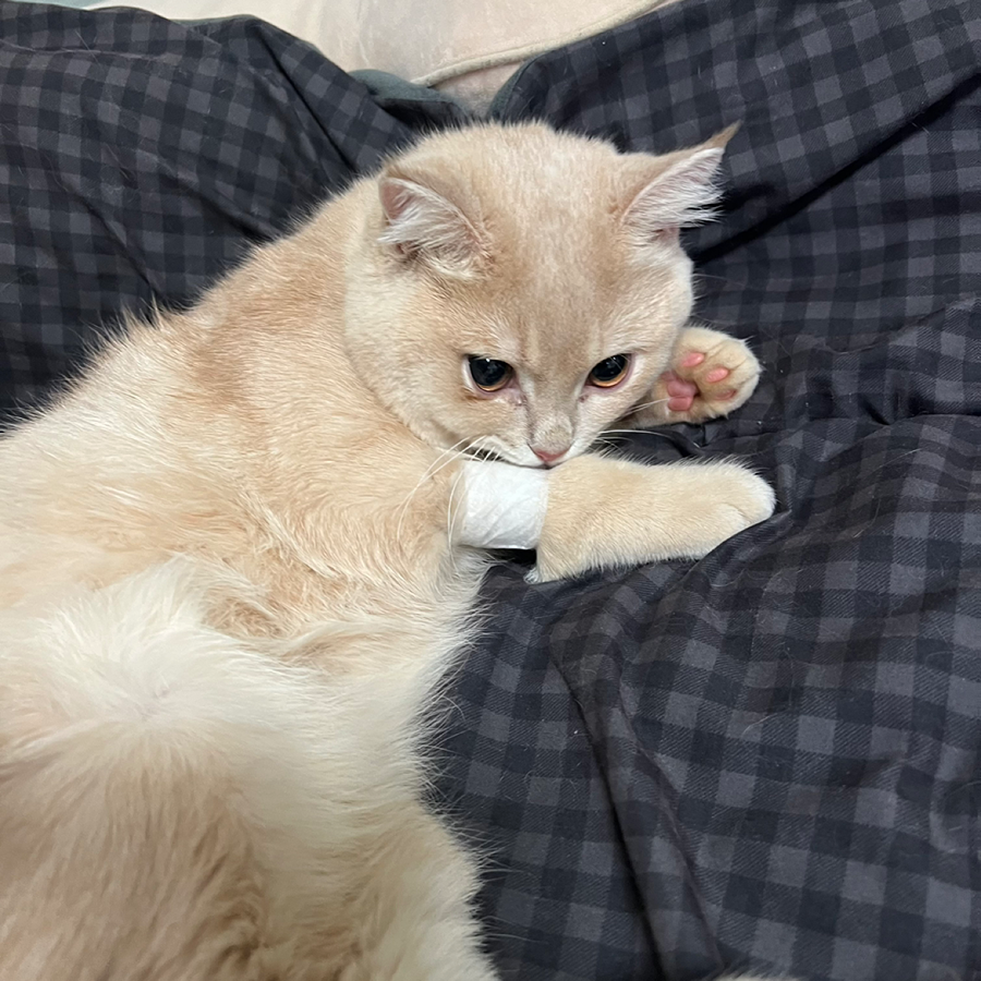 호동이 근황 썸네일