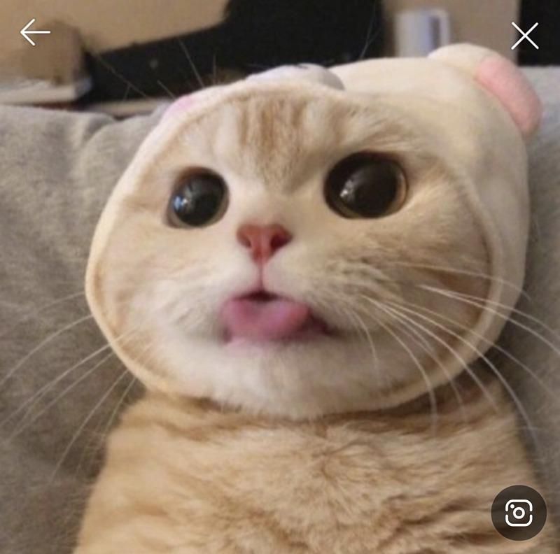 야옹냐옹 썸네일