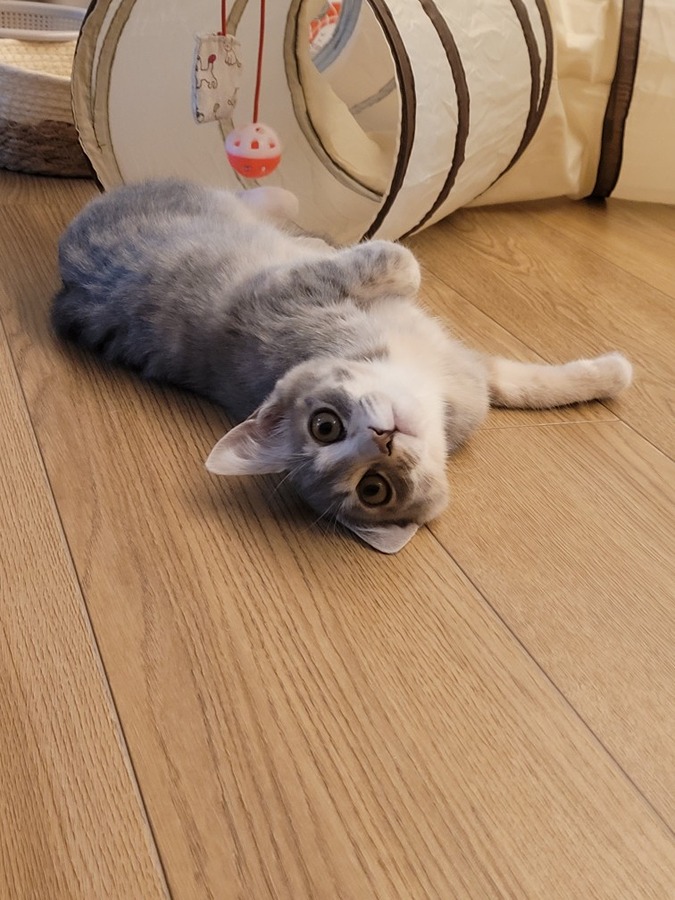고양이 암컷 중성화 썸네일