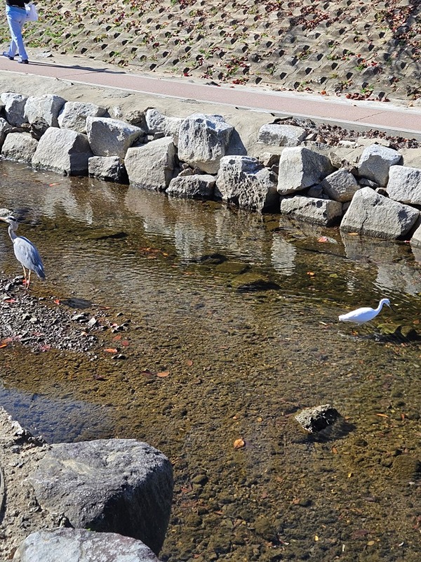 산책 좋아하시는분🚶‍♂️‍➡️🚶‍♂️‍➡ 썸네일