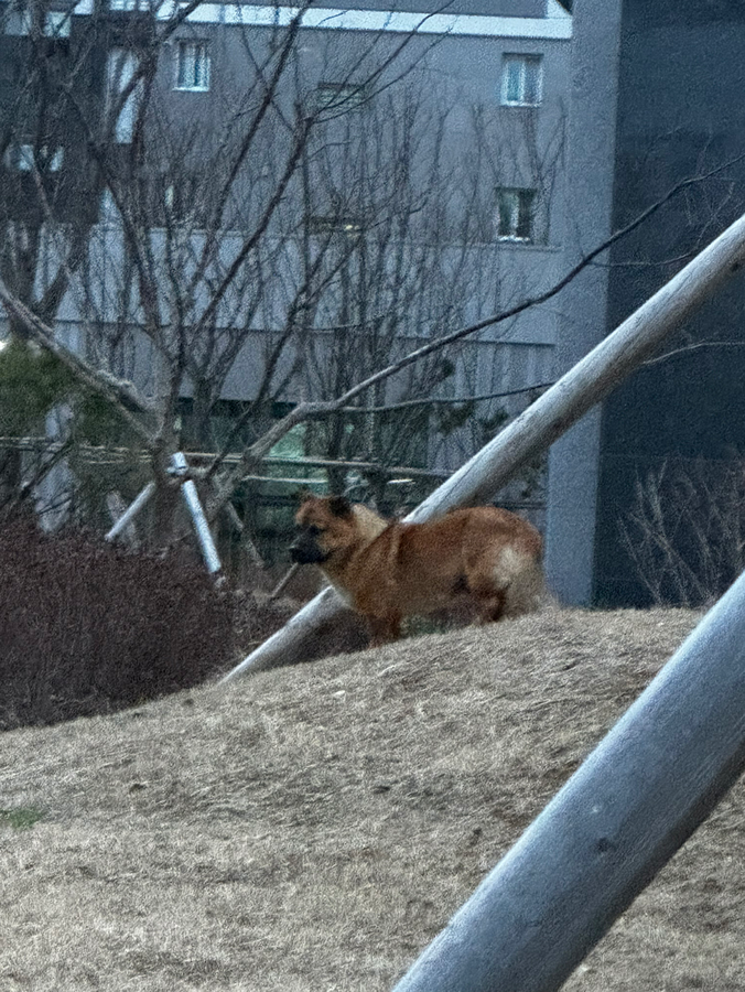 아산모아엘가 1차 아파트에서 떠돌아다니는 강아지를 발견했습니다 썸네일