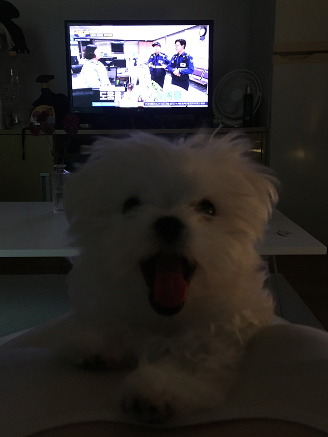 아산, 천안 애견동반카페 추천! 썸네일