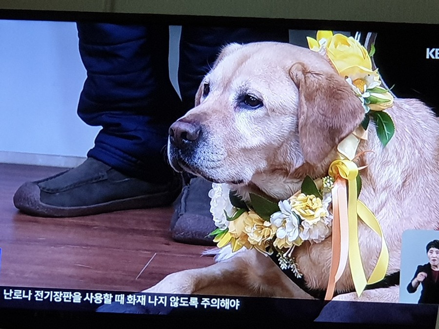 은퇴하는 구조견~ 썸네일