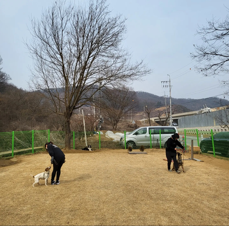 🐶반려동물 교육🐶 썸네일