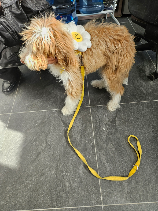 6.8공구 근처에서 강아지잃어버리신분 계신가요?? 썸네일