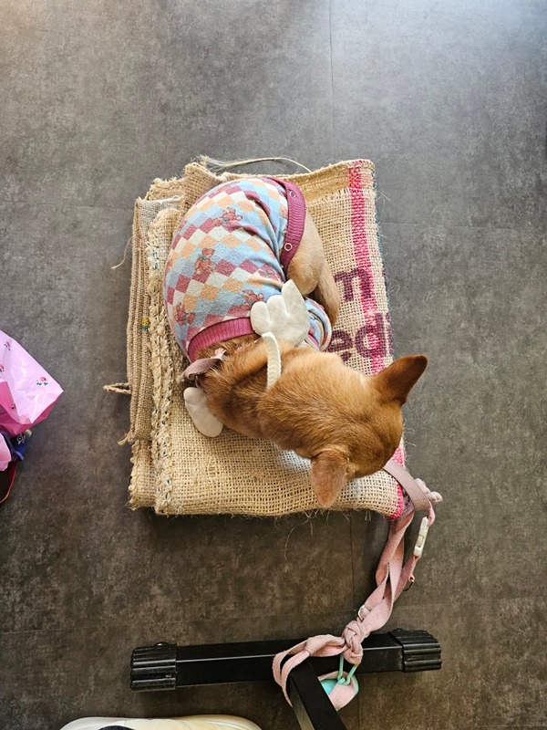 같이 보드게임 해요 🍀 썸네일