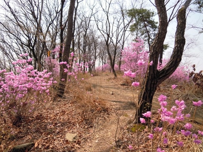 태평동 영장산 함께 걸어요^^ 썸네일