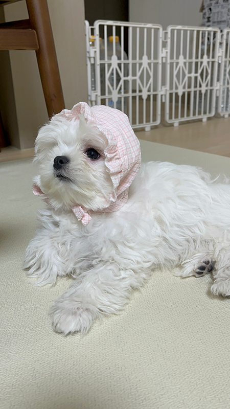 소심한 강아지와 견주 썸네일