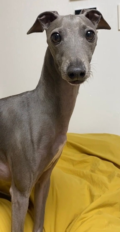 강아지찾습니다. 썸네일
