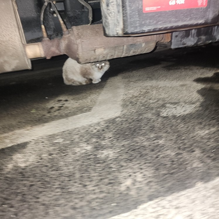부평 4동 나누리병원근처 품종고양이 썸네일