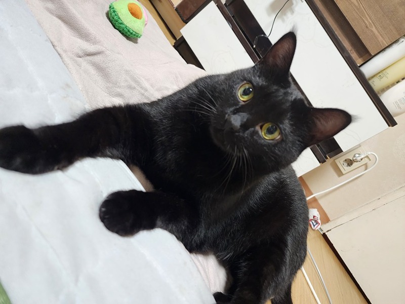 우리함께 고양이 자랑할까요 썸네일