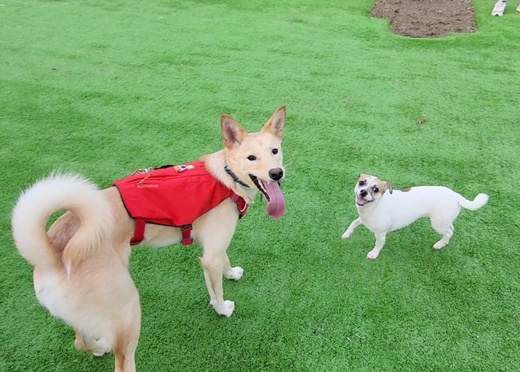 암컷 소형견 vs 수컷 대형견 썸네일