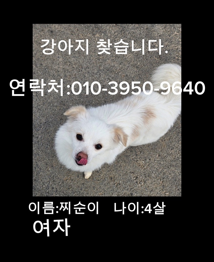 강아지를 찾습니다 썸네일
