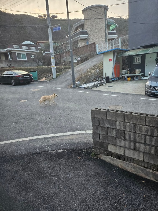  진돗개 썸네일