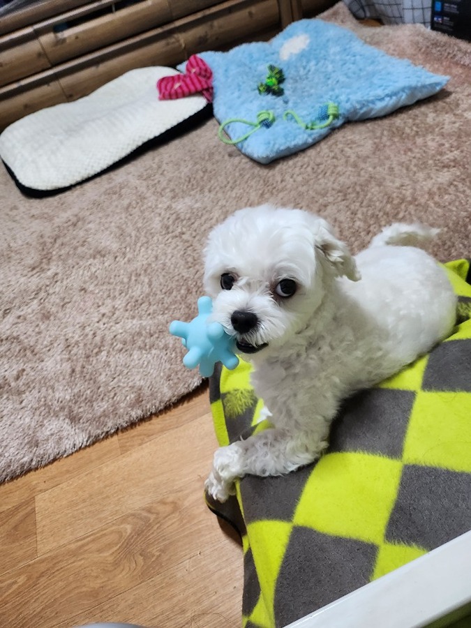 저희강아지 산책시켜주실분을 찾습니다 썸네일