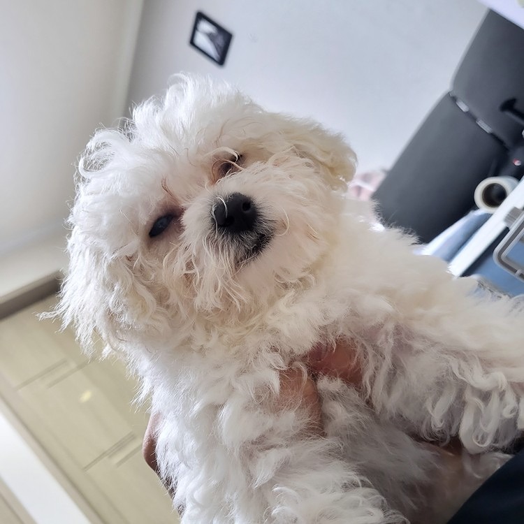 울산 강쥐 모임🐶 썸네일
