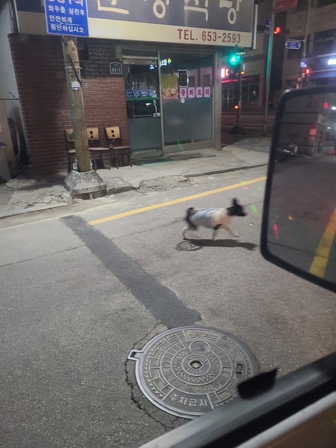 강아지데려가세요 위험 썸네일