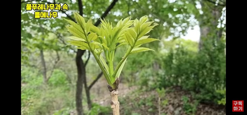 산나물산약초 썸네일