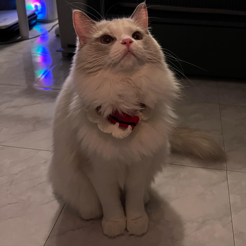 명지 🐱MZ세대🐱 고양이집사모임 썸네일