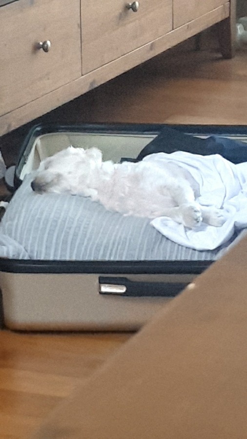 토요일에 같이 시�민공원 가실 견주분?! 썸네일