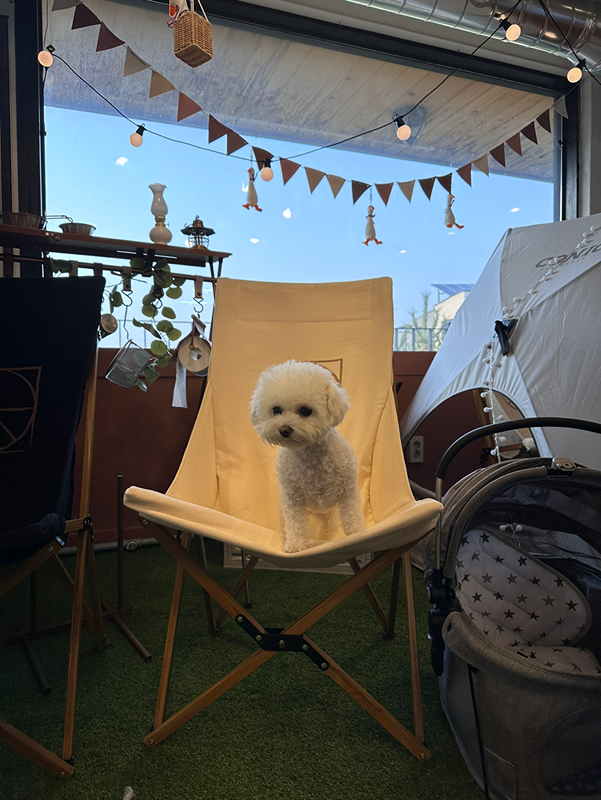 강아지 육아 함께 키워봐요😍 썸네일