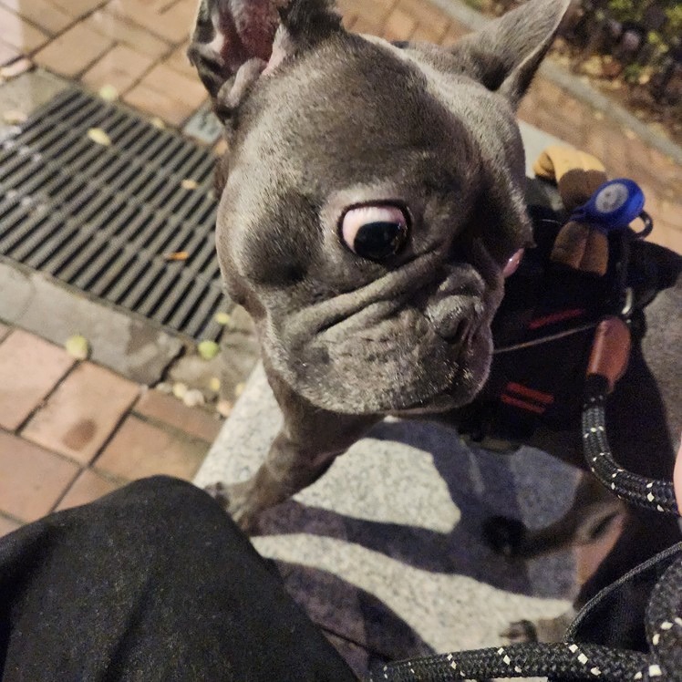 강아지 사료 샘플은 어디서 구하나요? 썸네일