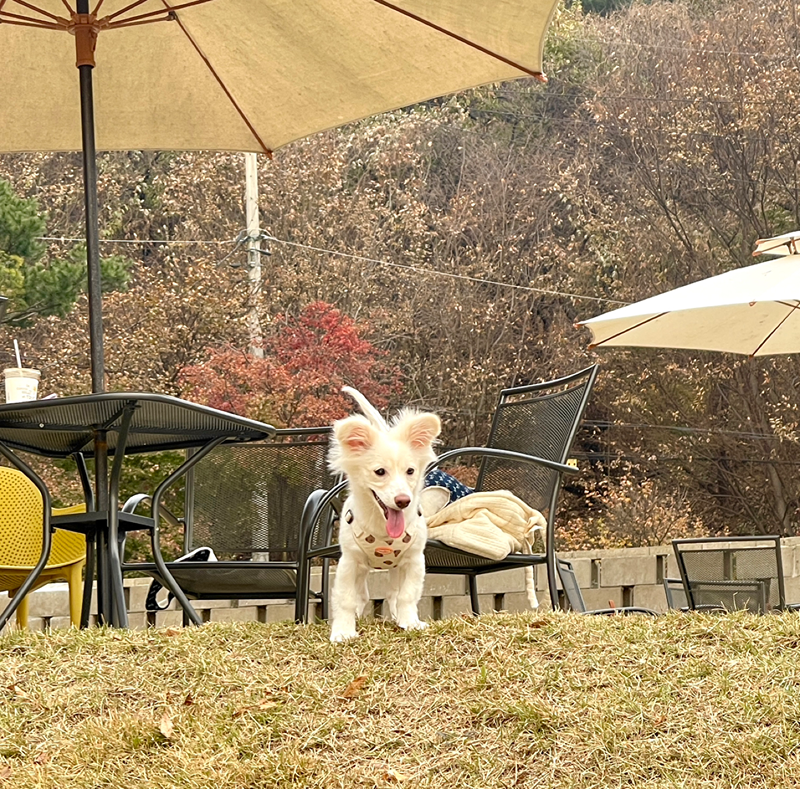 삼송 지축 구파발 203040 강아지모임🐶 썸네일