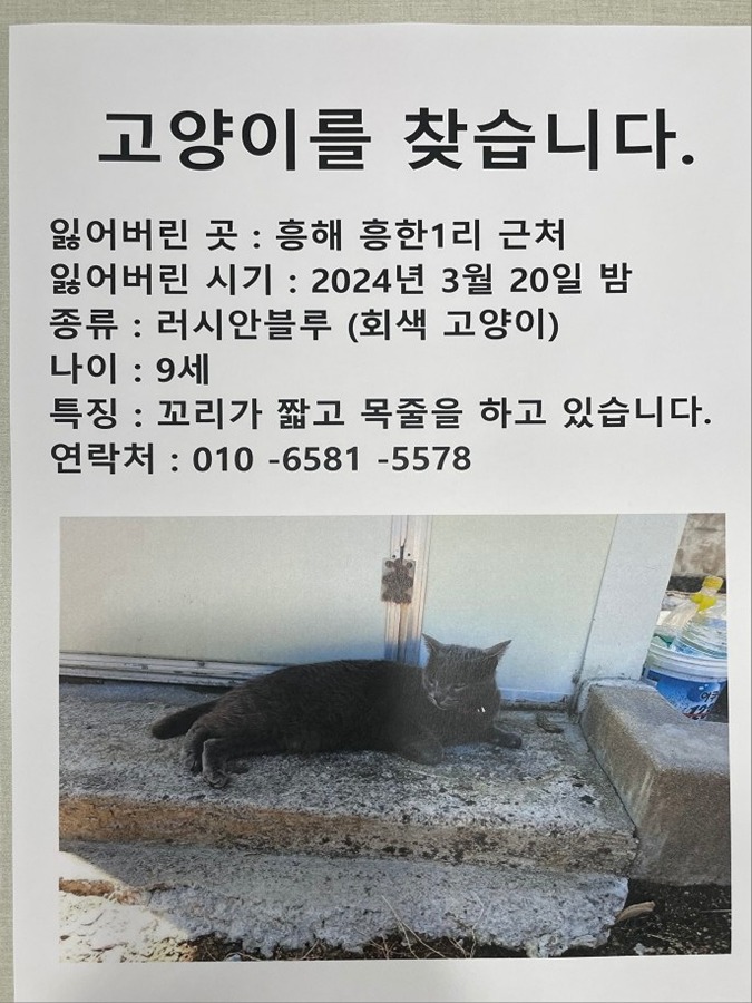 고양이 애타게 찾아요 썸네일